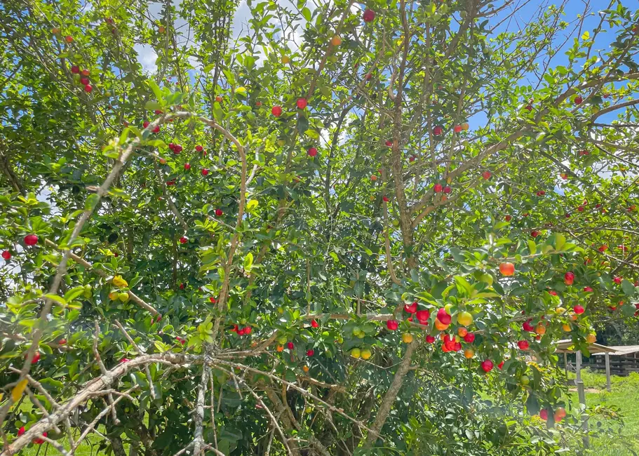 Foto 20 de Fazenda / Haras com 5 quartos à venda, 16777215m2 em Itapetininga - SP