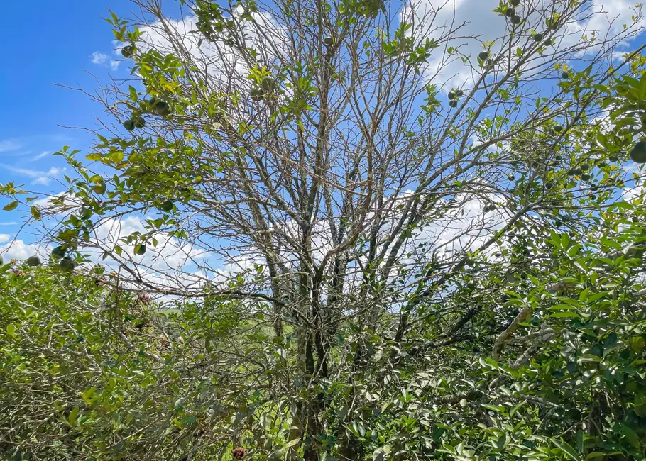 Foto 21 de Fazenda / Haras com 5 quartos à venda, 16777215m2 em Itapetininga - SP