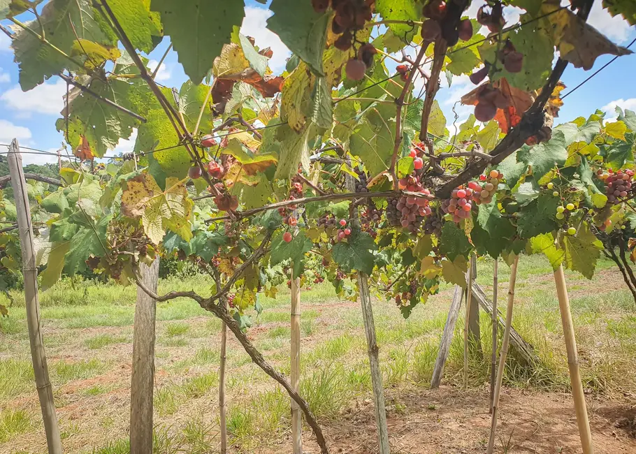 Foto 5 de Fazenda / Haras à venda, 210m2 em Mato Seco, Itapetininga - SP