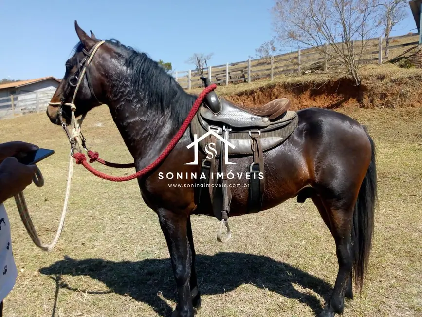 Foto 7 de Sítio / Rancho com 3 quartos à venda, 20m2 em Cambui - MG