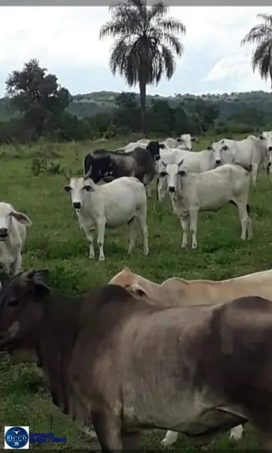 Foto 6 de Fazenda / Haras à venda, 61m2 em Palestina De Goias - GO