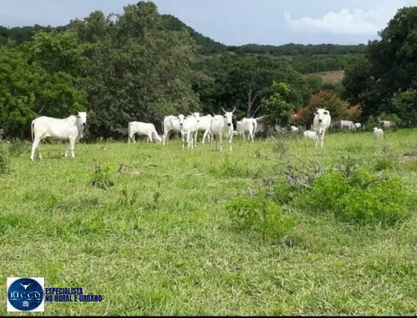 Foto 3 de Fazenda / Haras à venda, 61m2 em Palestina De Goias - GO
