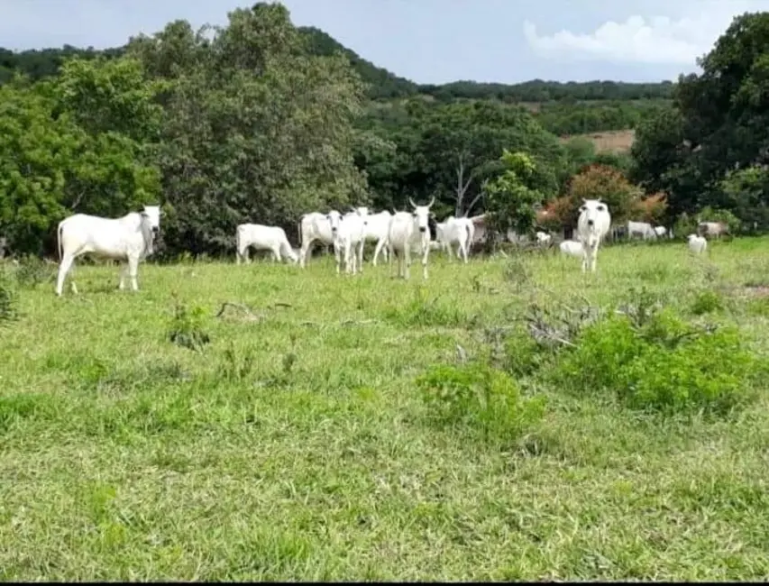 Foto 1 de Fazenda / Haras à venda, 61m2 em Palestina De Goias - GO