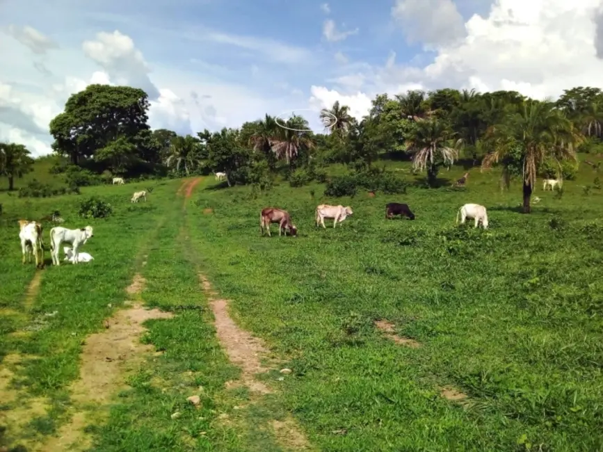 Fazenda / Haras à venda, 40m2 em Ipora - GO - imagem 7 Foto 7 de Fazenda / Haras à venda, 40m2 em Ipora - GO