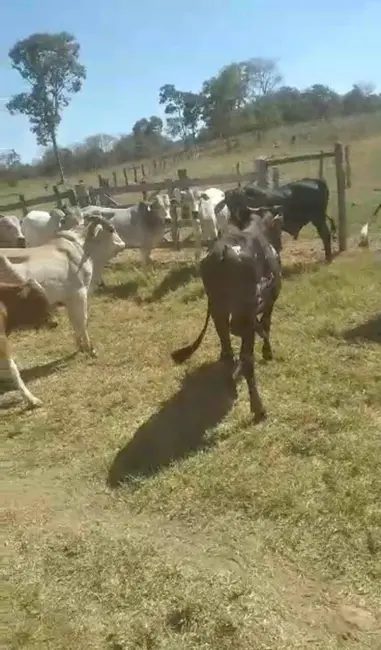 Fazenda / Haras à venda, 601m2 em Brasilia - DF - imagem 7 Foto 7 de Fazenda / Haras à venda, 601m2 em Brasilia - DF