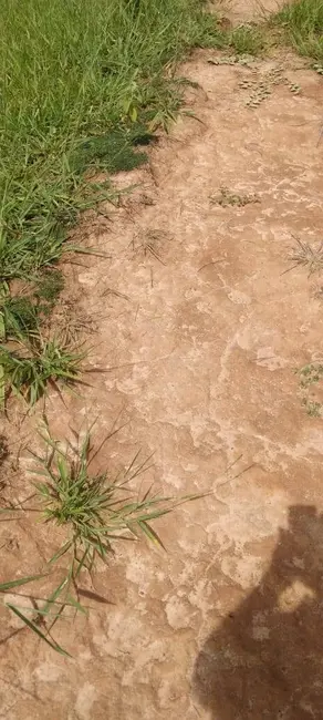 Foto 3 de Fazenda / Haras à venda, 50m2 em Setor Central, Ivolandia - GO