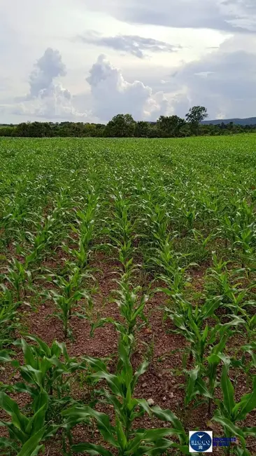 Foto 4 de Fazenda / Haras à venda, 1043m2 em Gurupi - TO