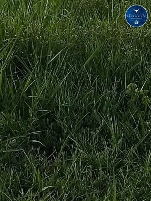 Foto 9 de Chácara à venda em Bom Jardim De Goias - GO