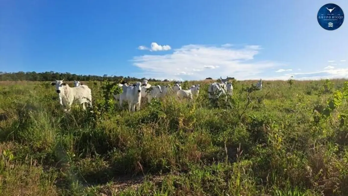 Foto 1 de Fazenda / Haras à venda, 65m2 em Nova Xavantina - MT