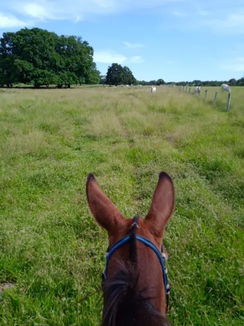 Foto 7 de Chácara com 3 quartos à venda, 18m2 em Novo Brasil - GO