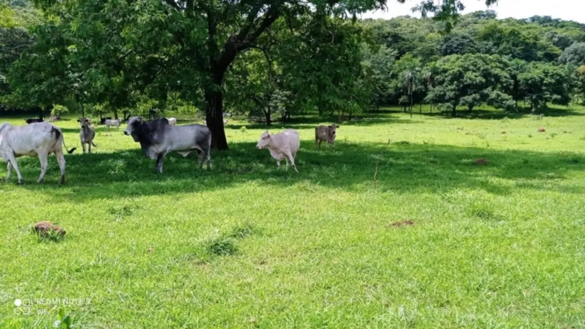 Foto 4 de Fazenda / Haras à venda, 80m2 em Bom Jardim De Goias - GO