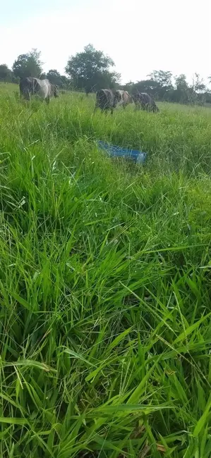 Foto 9 de Chácara com 4 quartos à venda em Araguapaz - GO