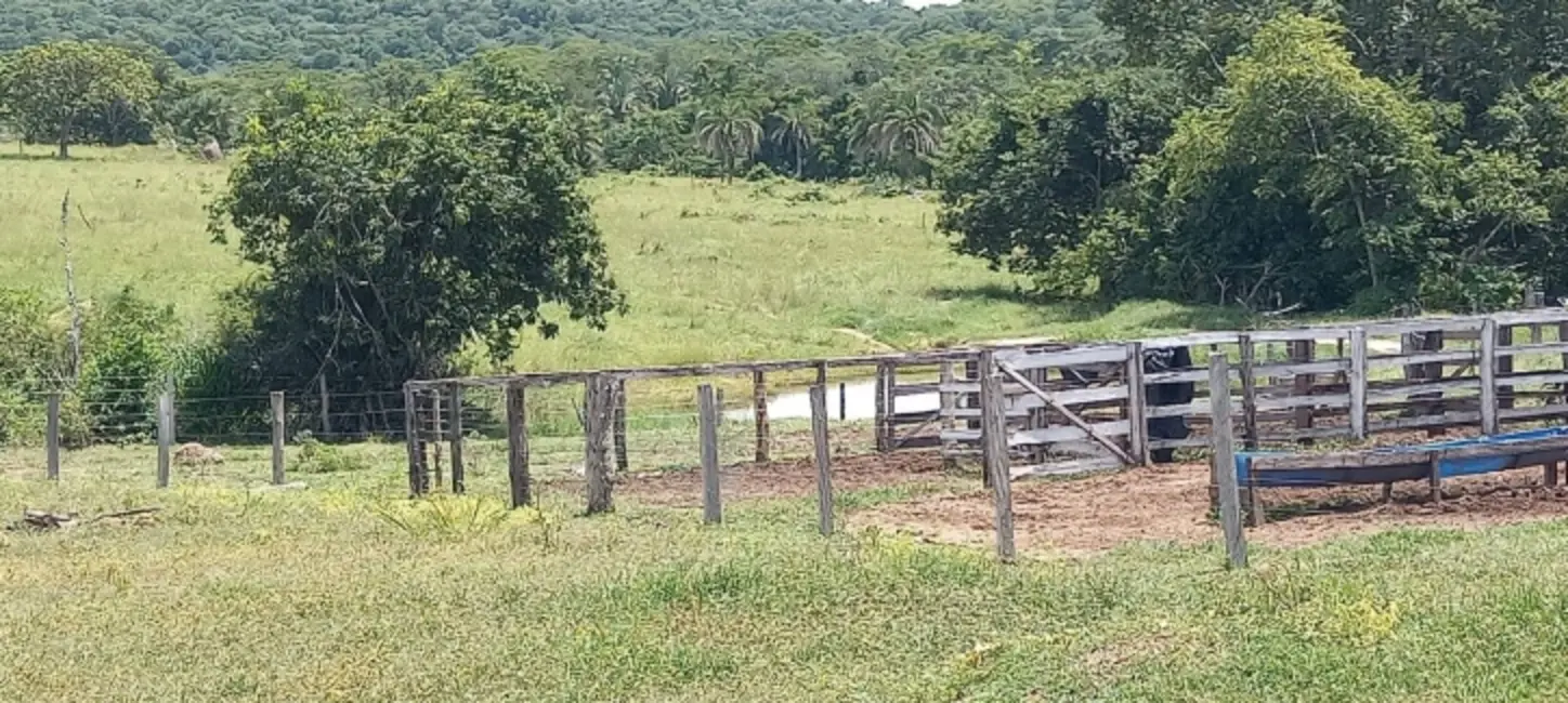 Chácara com 3 quartos à venda em Arenopolis - GO - imagem 5 Foto 5 de Chácara com 3 quartos à venda em Arenopolis - GO