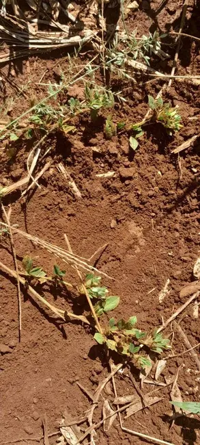Foto 2 de Sítio / Rancho à venda, 18m2 em Montes Claros De Goias - GO