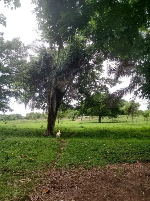 Chácara à venda, 8m2 em Ipora - GO - imagem 8 Foto 8 de Chácara à venda, 8m2 em Ipora - GO