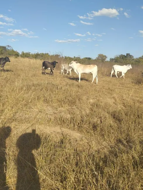 Foto 3 de Sítio / Rancho com 2 quartos à venda, 20m2 em Arenopolis - GO