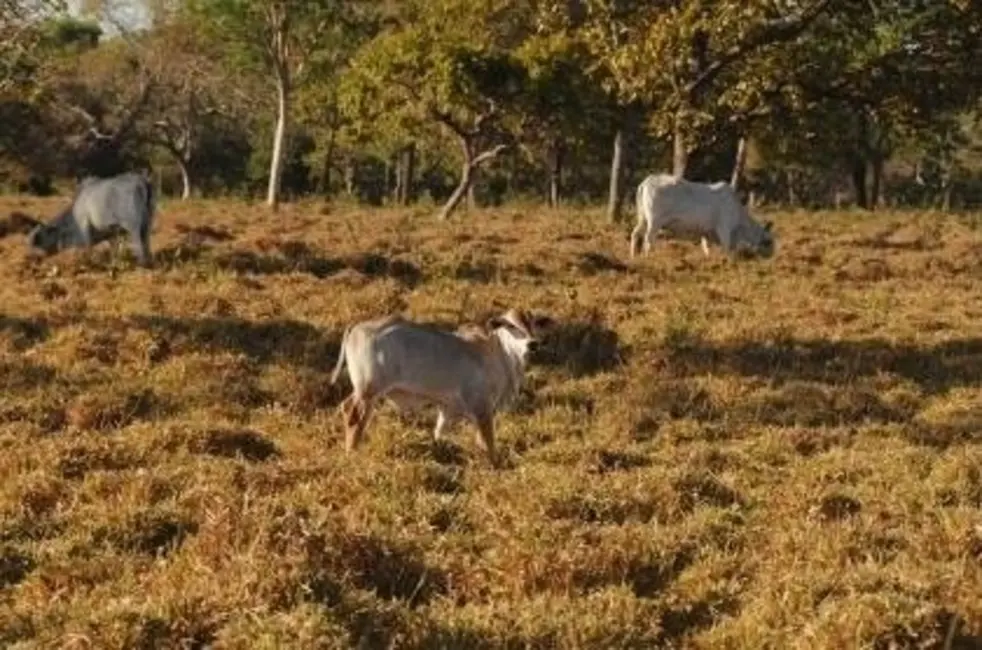 Foto 9 de Fazenda / Haras à venda, 1150m2 em Sao Miguel Do Araguaia - GO