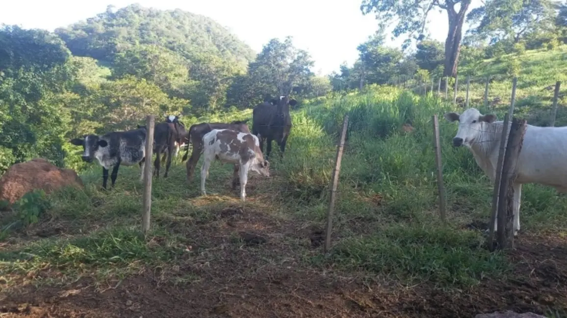 Foto 3 de Chácara à venda em Itapuranga - GO