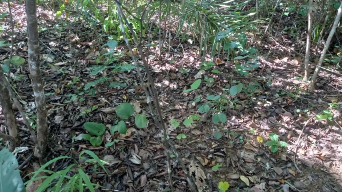 Foto 6 de Chácara à venda, 14m2 em Montividiu Do Norte - GO