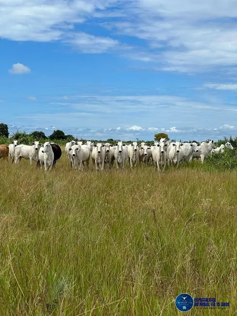Foto 8 de Fazenda / Haras à venda, 4400m2 em Barra Do Garcas - MT