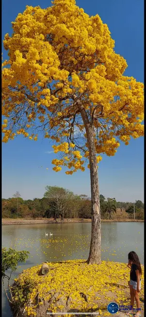 Foto 18 de Chácara à venda em Trindade - GO