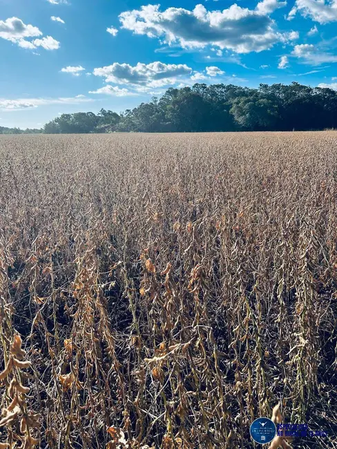 Foto 7 de Fazenda / Haras à venda, 822m2 em Araguaina - TO
