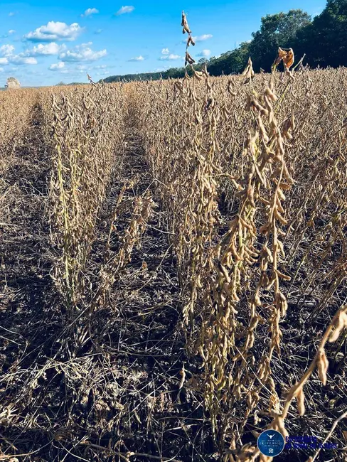 Foto 2 de Fazenda / Haras à venda, 822m2 em Araguaina - TO