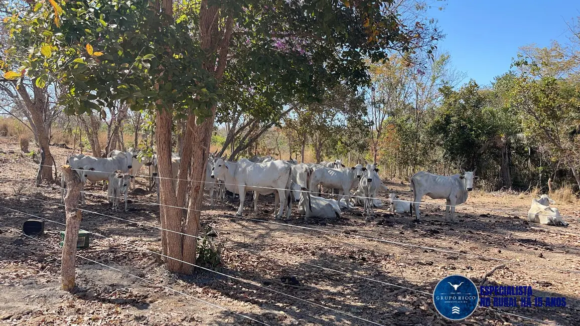 Foto 11 de Chácara à venda, 15m2 em Faina - GO