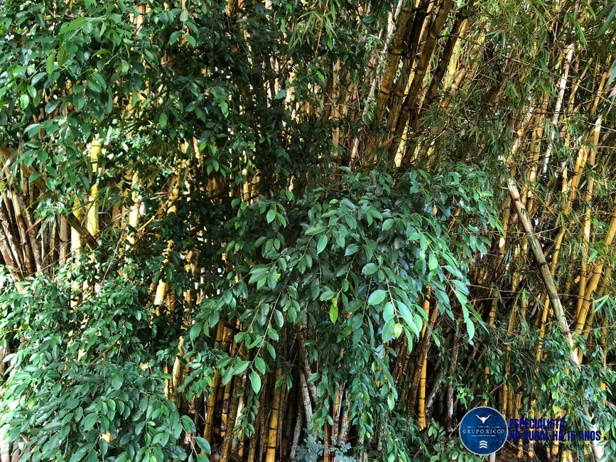 Chácara com 4 quartos à venda em Santa Barbara De Goias - GO - imagem 6 Foto 6 de Chácara com 4 quartos à venda em Santa Barbara De Goias - GO