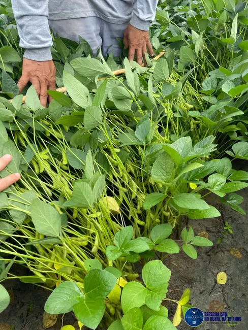 Foto 3 de Fazenda / Haras à venda, 4150m2 em Bonfim - RR