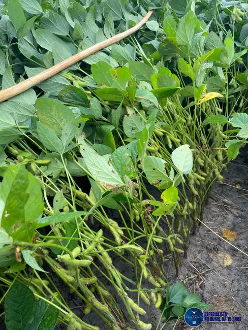 Foto 6 de Fazenda / Haras à venda, 4150m2 em Bonfim - RR