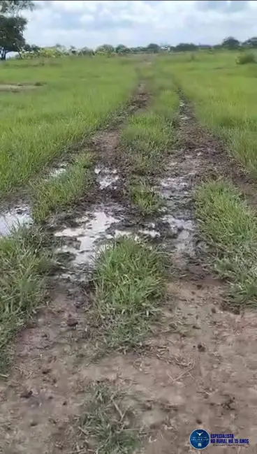 Foto 5 de Fazenda / Haras à venda, 320m2 em Novo Sao Joaquim - MT