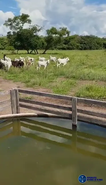 Foto 2 de Fazenda / Haras à venda, 320m2 em Novo Sao Joaquim - MT