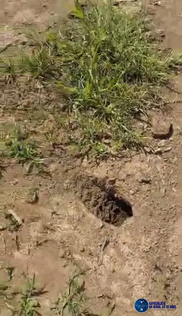 Foto 3 de Fazenda / Haras à venda, 320m2 em Novo Sao Joaquim - MT