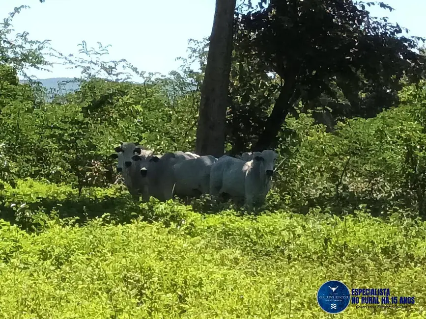 Foto 2 de Fazenda / Haras à venda, 200m2 em Uirapuru - GO