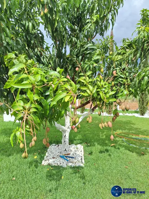 Foto 6 de Chácara com 3 quartos à venda, 2060m2 em Neropolis - GO