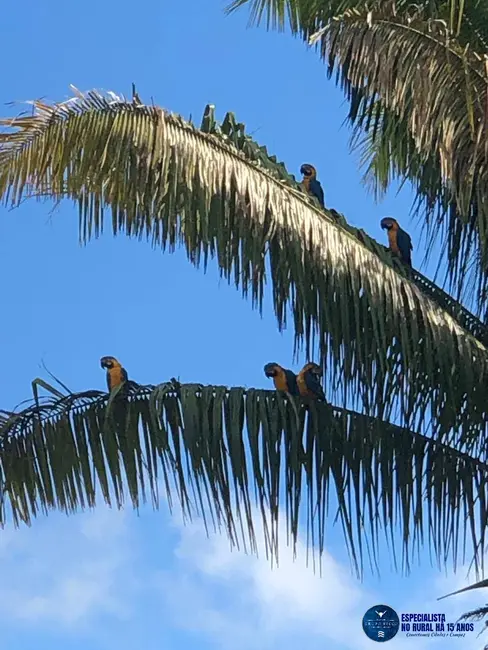 Foto 5 de Fazenda / Haras à venda, 125m2 em Cocalzinho De Goias - GO