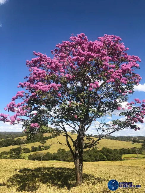 Foto 1 de Fazenda / Haras à venda, 125m2 em Cocalzinho De Goias - GO