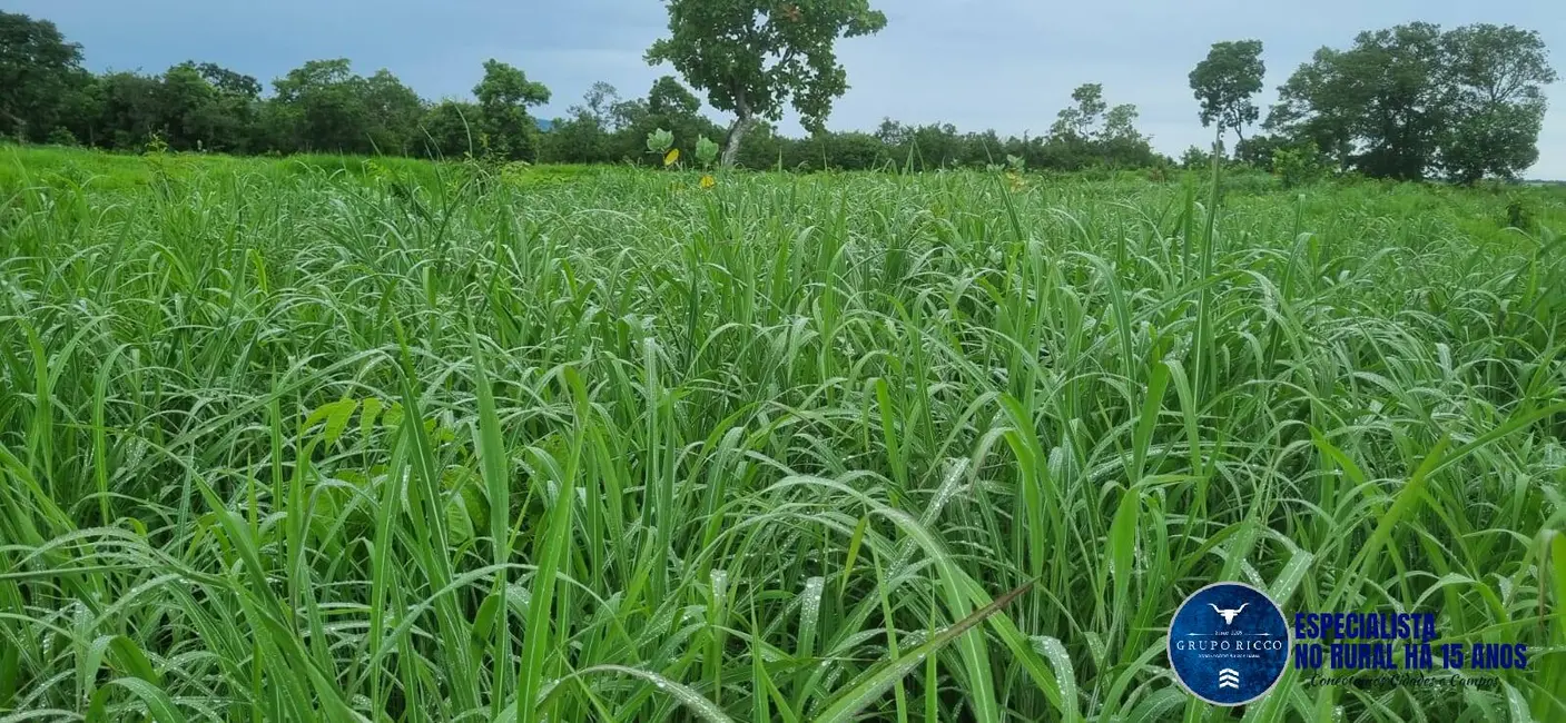 Foto 5 de Fazenda / Haras à venda, 30m2 em Setor Central, Crixas - GO