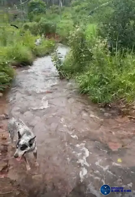 Foto 6 de Fazenda / Haras à venda, 45m2 em Sao Felix Do Xingu - PA