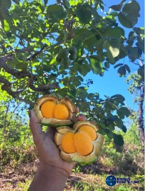 Foto 1 de Chácara à venda, 55000m2 em Piracanjuba - GO