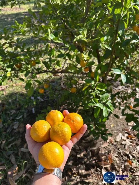 Foto 10 de Chácara à venda, 55000m2 em Piracanjuba - GO