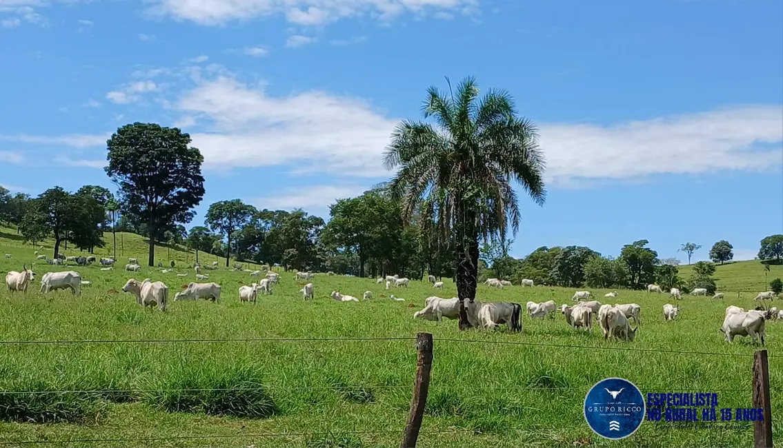Fazenda / Haras à venda, 26m2 em Santa Barbara De Goias - GO - imagem 3 Foto 3 de Fazenda / Haras à venda, 26m2 em Santa Barbara De Goias - GO