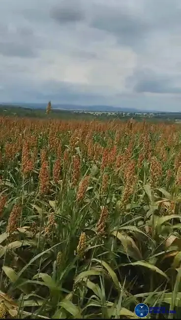 Foto 5 de Fazenda / Haras à venda, 102m2 em Bom Jardim De Goias - GO