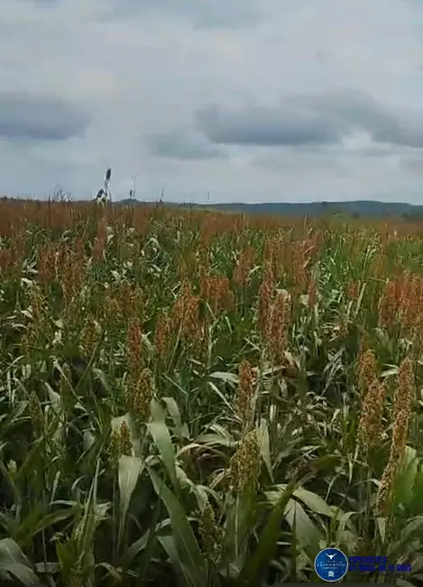 Foto 6 de Fazenda / Haras à venda, 102m2 em Bom Jardim De Goias - GO