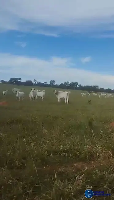 Foto 4 de Fazenda / Haras à venda, 102m2 em Bom Jardim De Goias - GO