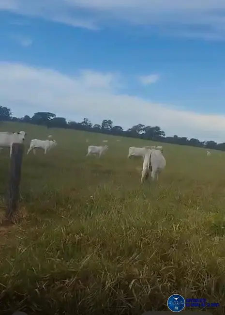 Foto 3 de Fazenda / Haras à venda, 102m2 em Bom Jardim De Goias - GO