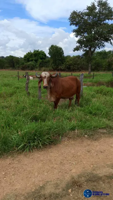 Foto 19 de Chácara à venda em Mairipotaba - GO