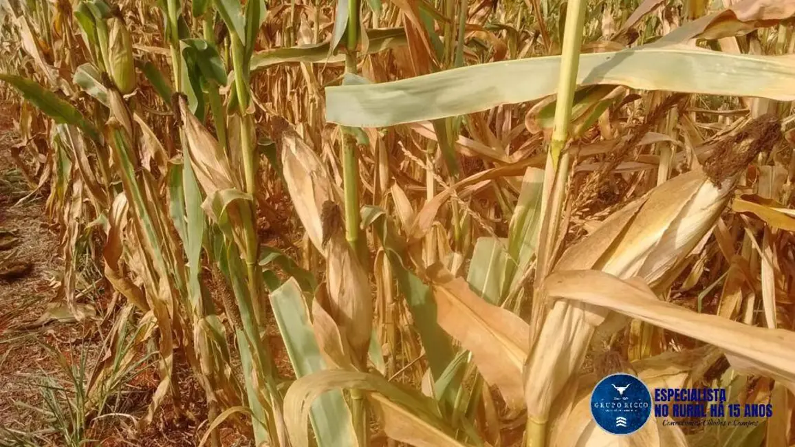 Foto 3 de Fazenda / Haras à venda, 433m2 em Doverlandia - GO