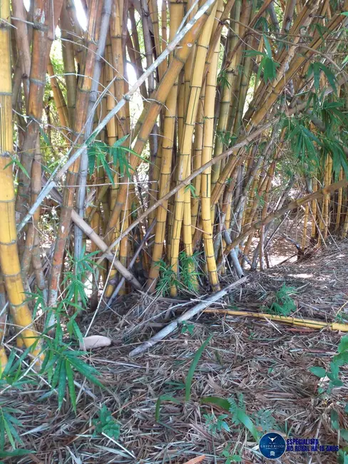 Foto 6 de Fazenda / Haras à venda, 46m2 em Matrincha - GO